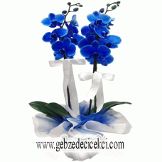 Mavi Orkide 2'Li ( İthal )