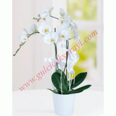 Orkide 2'Li Beyaz (ithal)